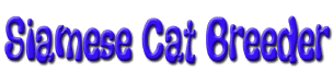 siamese cat breeder